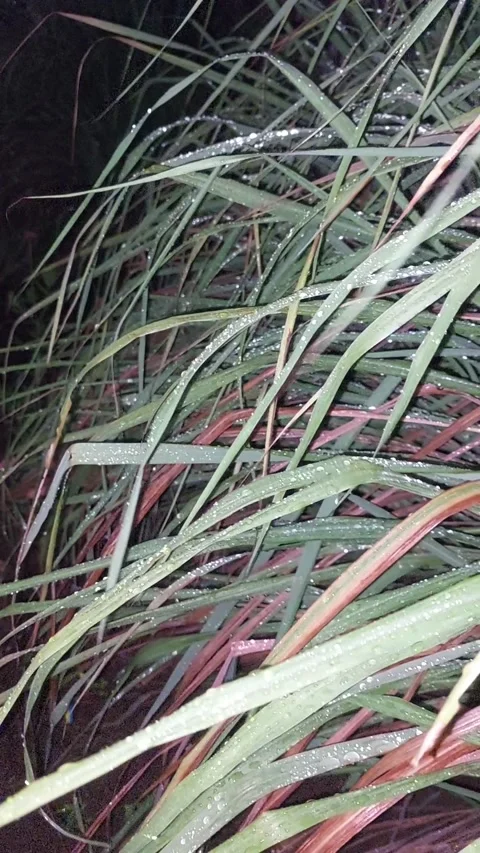 Plant Stock Footage 235598511