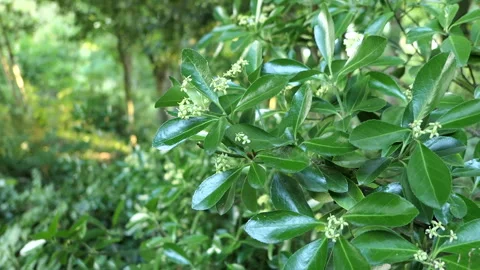 Plant Stock Footage 244740823