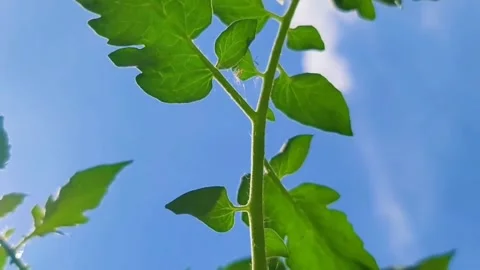 Plant Video stock 245440979