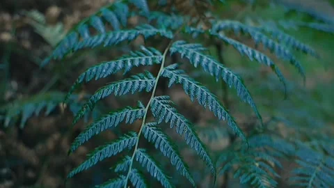 Plant Video stock 245441015