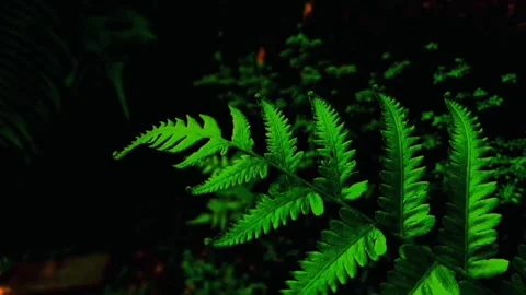 Plant Video stock 245441016