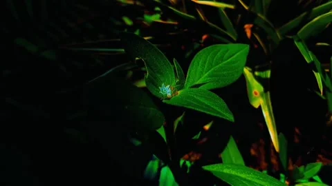 Plant Video stock 245441020