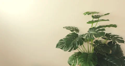 Plant Stock Footage 256018332