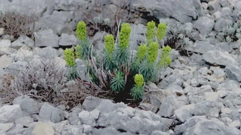 Plant Stock Footage 269702159