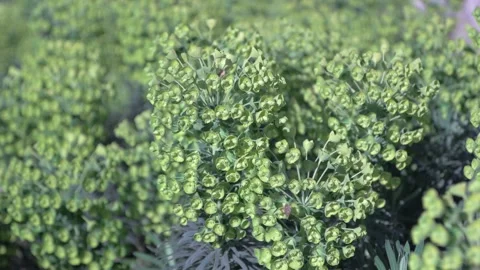 Plant Stock Footage 269893019