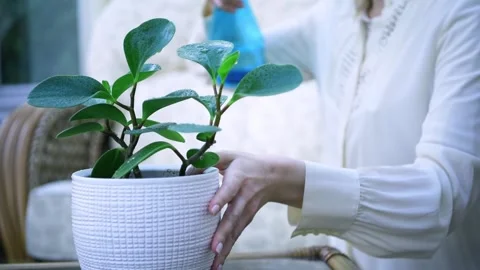 Plant Stock Footage 297209059