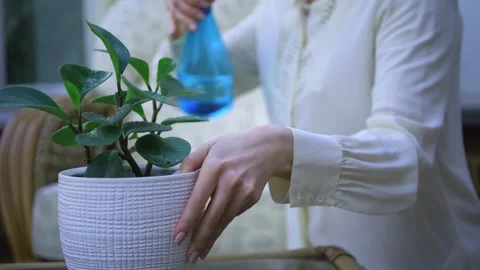 Plant Stock Footage 297209065