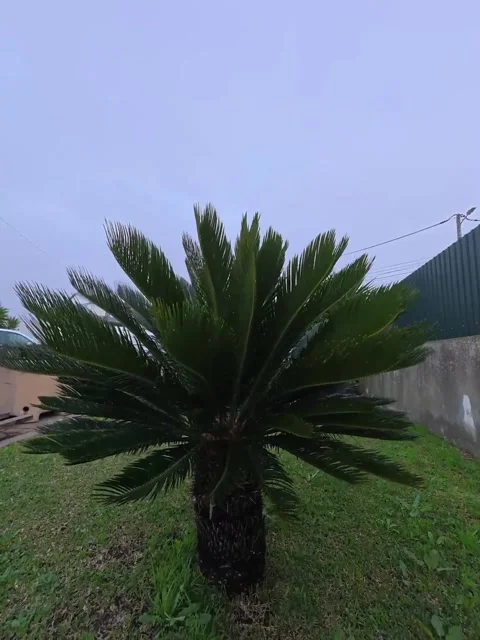 Plant Stock-Footage 299762416