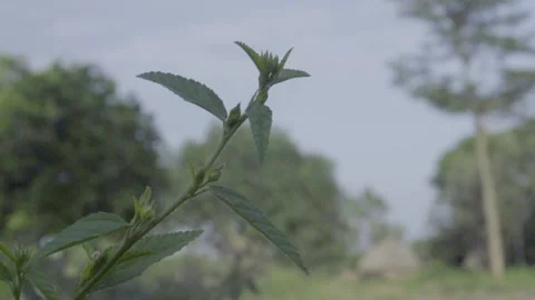 Plant Stock Footage 308013155