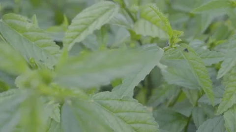 Plant Stock Footage 308013454