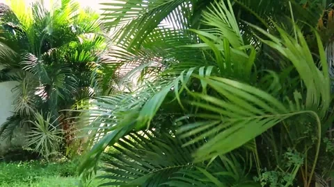 Plant Stock Footage 311792016