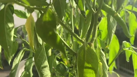 Plant Stock Footage 314273339