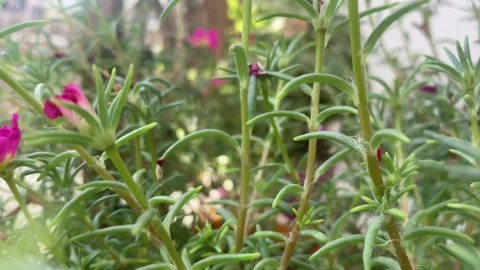 Plant Stock Footage 314273559