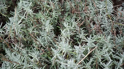 Plant on the forest floor 2 Stock Footage 118084216