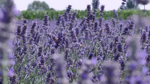 A plant in a forest 스톡 동영상 156849551