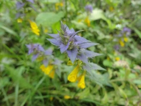 Plant in the forest macro Stock Photos