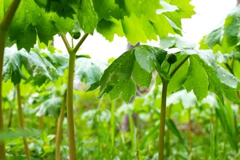 Plant Forest Stock Photos