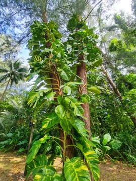 A plant in a forest Stock Photos