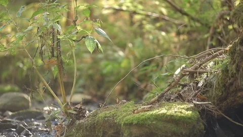 Plant in the forest on a rock Stock Footage 98033069