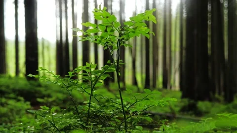 Plant forest sun leaves rays growing nature Stock Footage 138552896