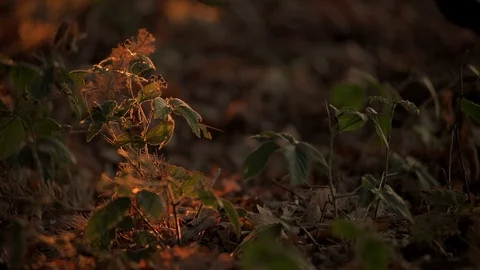 Plant in the forest in the sunset Stock Footage 98040449