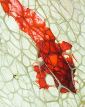 Plant framework with blood Stock Photos