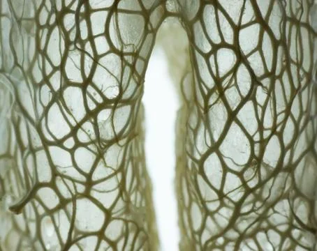 Plant framework Stock Photos