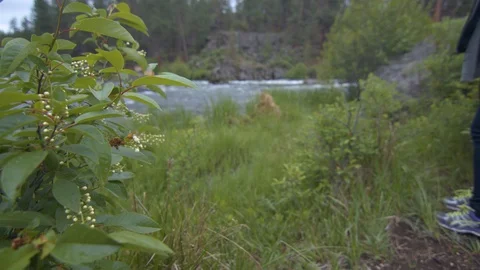 Plant in Front of the Deschutes Stock Footage 90501958