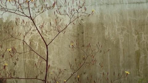 Plant in front of industrial, ugly wall Stock Footage 135583653