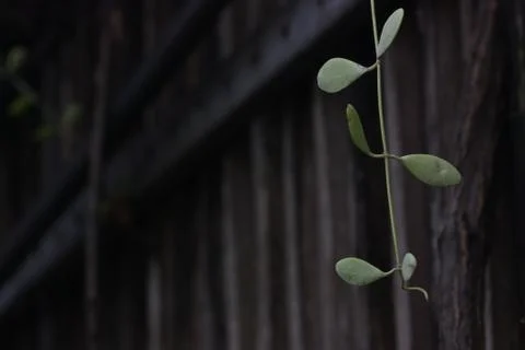 Plant in front of the wall Stock Photos