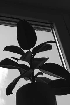 Plant in front of window with a subtle view of life Stock Photos