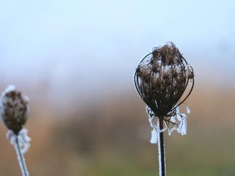Plant frozen in winter Stock Photos