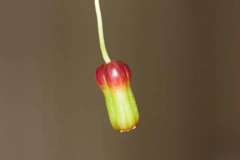Plant fruit Stock Photos