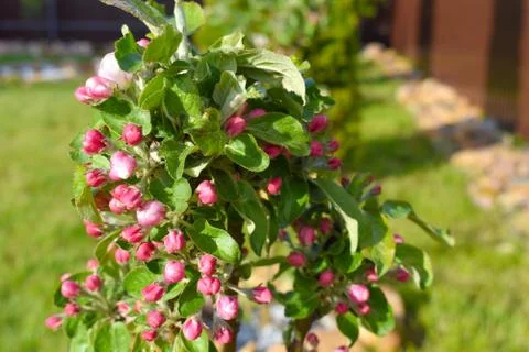 Plant fruit tree apple tree blossoms in spring. Growing apples in the garden Stock Photos