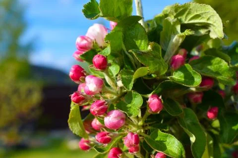 Plant fruit tree apple tree blossoms in spring. Growing apples in the garden Stock Photos