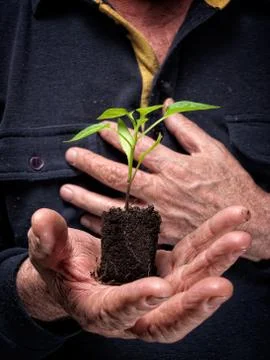 Plant of future Stock Photos