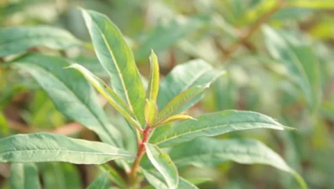Plant in the garden Stock-Footage 8653029