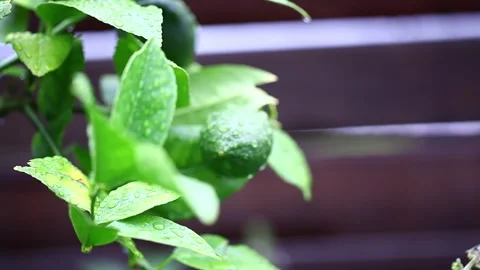 Plant in the garden Video stock 293956842