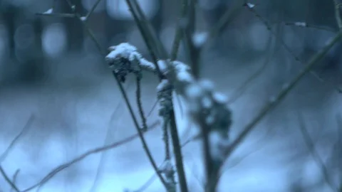 Plant gemmas, blurred background _2 Stock Footage 122427403