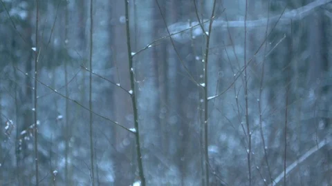 Plant gemmas Stock Footage 122427399