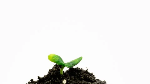 Plant germinating, timelapse Stock Footage 178615553
