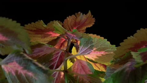 Plant Getting Water Time Lapse Coleus Plant Isolated On Black Background Stock Footage 176330201