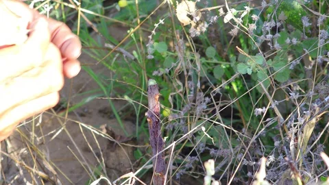 Plant graft fitting inside other plant Stock Footage 127615561