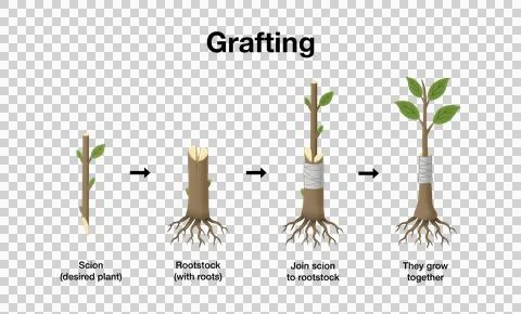 Plant grafting method, detailing step by step process of joining a desired scion Illustration