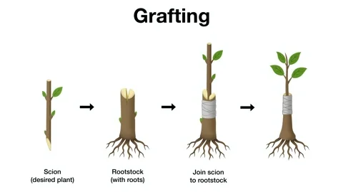 Plant grafting method, step by step process of joining a desired scion shoot Stock Footage 338279551