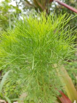 This plant is like grass that grows on the stem Photos
