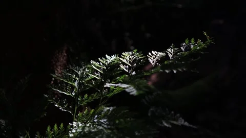 Plant green branch in the wind - on black background Stock Footage 246788980