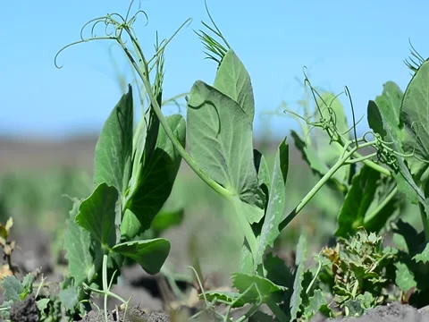 Plant of green peas in the spring phase against the sky Stock Footage 89662472