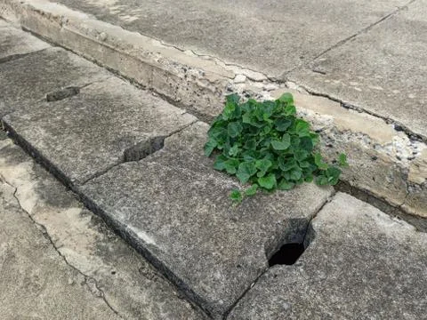 Plant grew Stock Photos