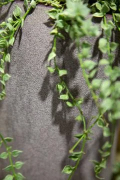 Plant with grey wall. Stock Photos